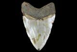 Fossil Megalodon Tooth - North Carolina #119437-2